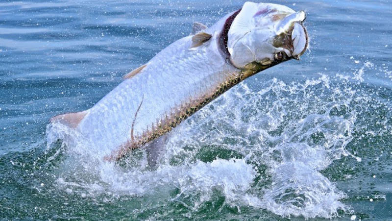 iOutdoor Fishing Adventures photo 2