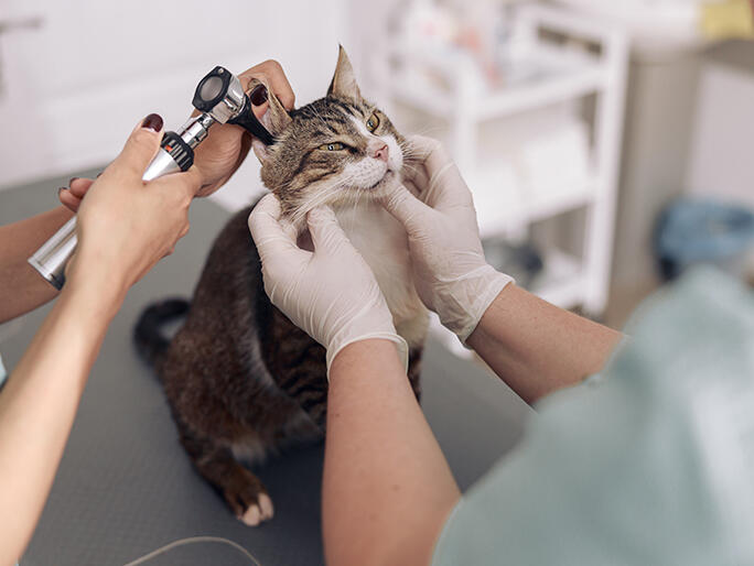 Photo of Banfield Pet Hospital
