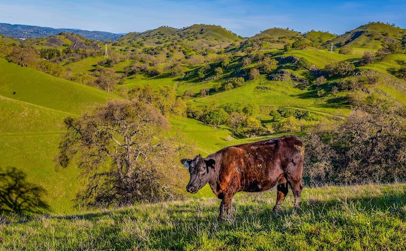 Livorna Staging Area, Diablo Foothills Regional Park photo 4