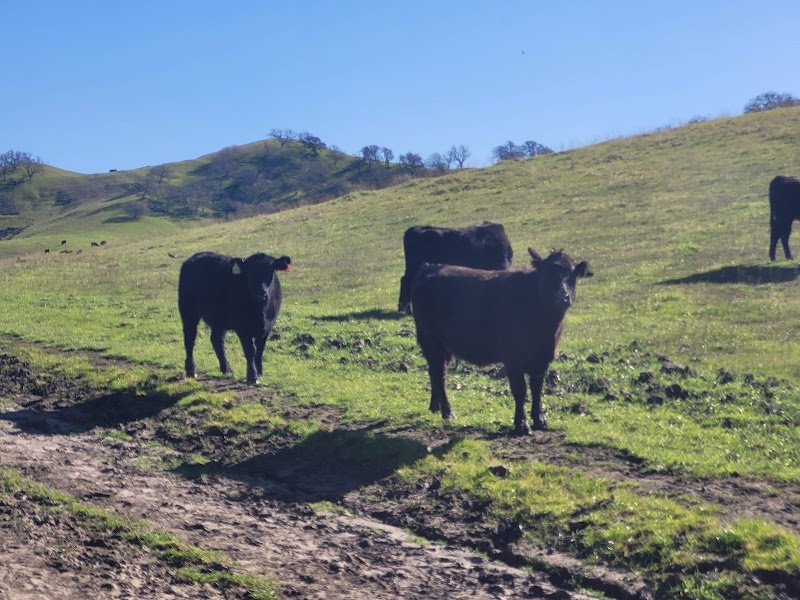 Livorna Staging Area, Diablo Foothills Regional Park photo 2