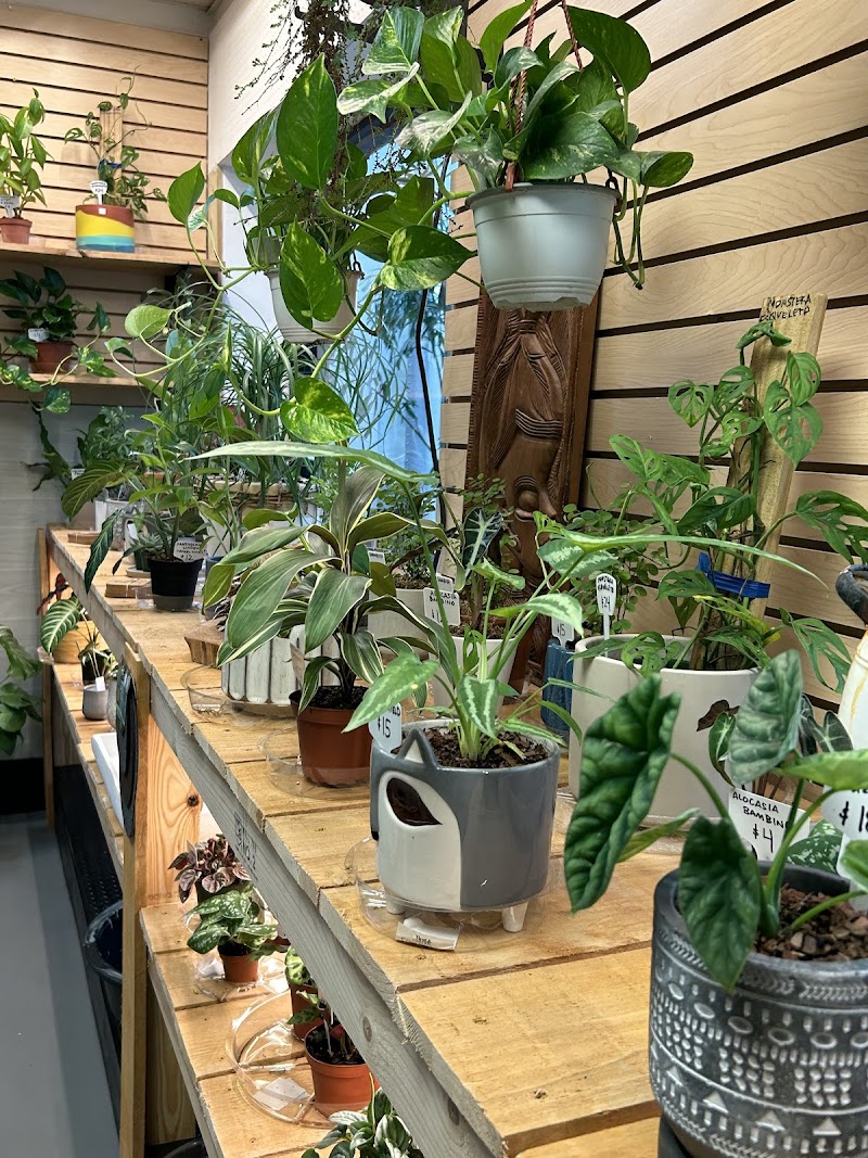 Photo of The Potted Plant