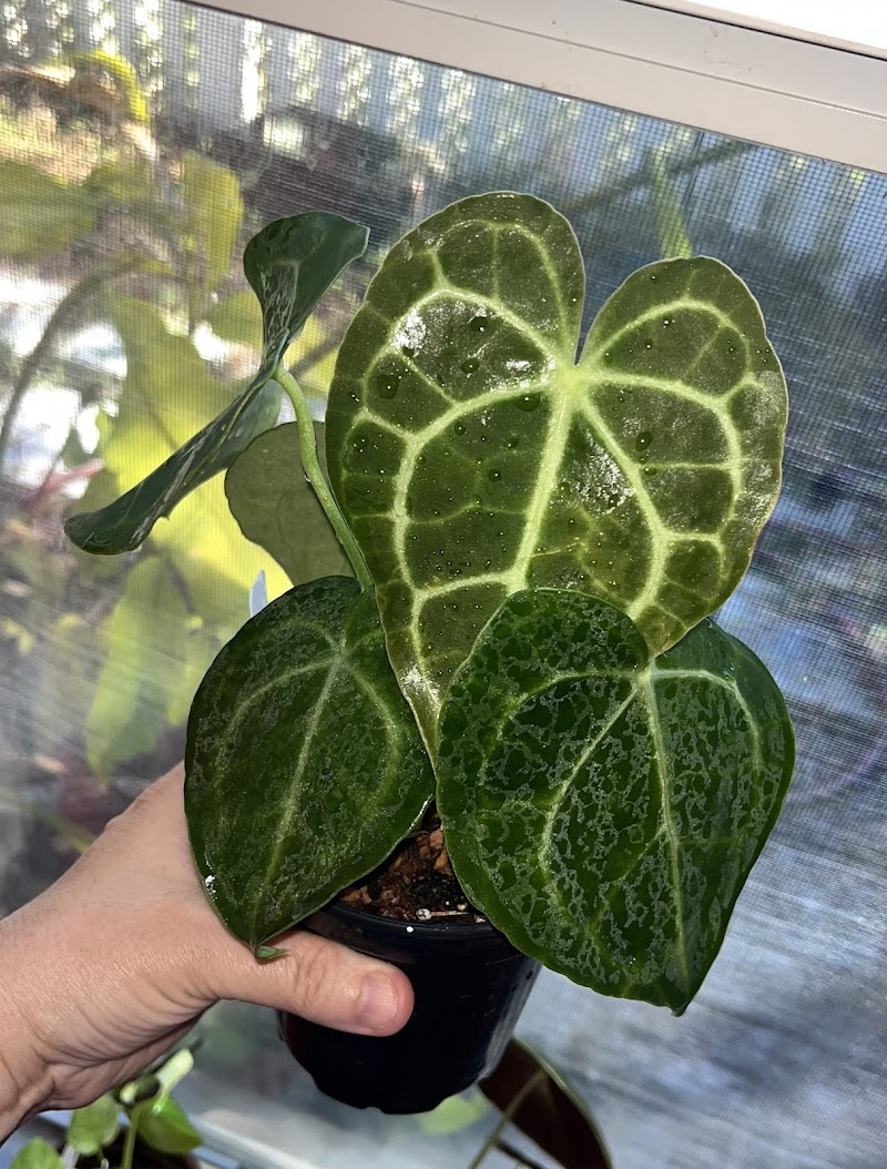 The Potted Plant photo 4