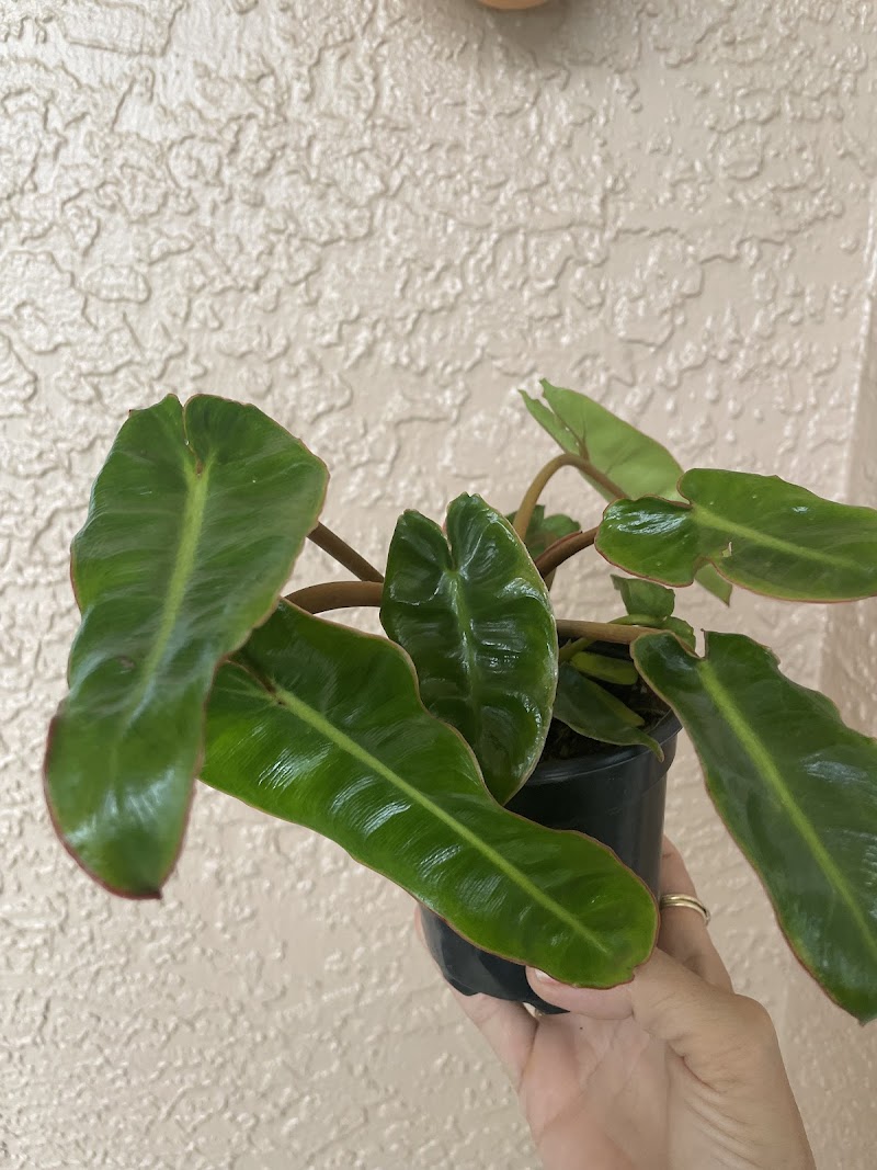 The Potted Plant photo 2