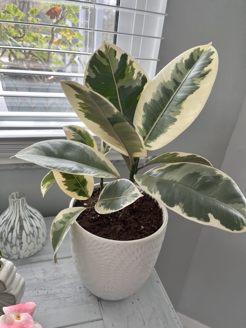 The Potted Plant photo 3