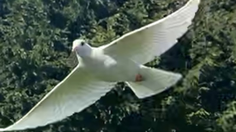 Photo of White Dove Release, J & L Wings of White