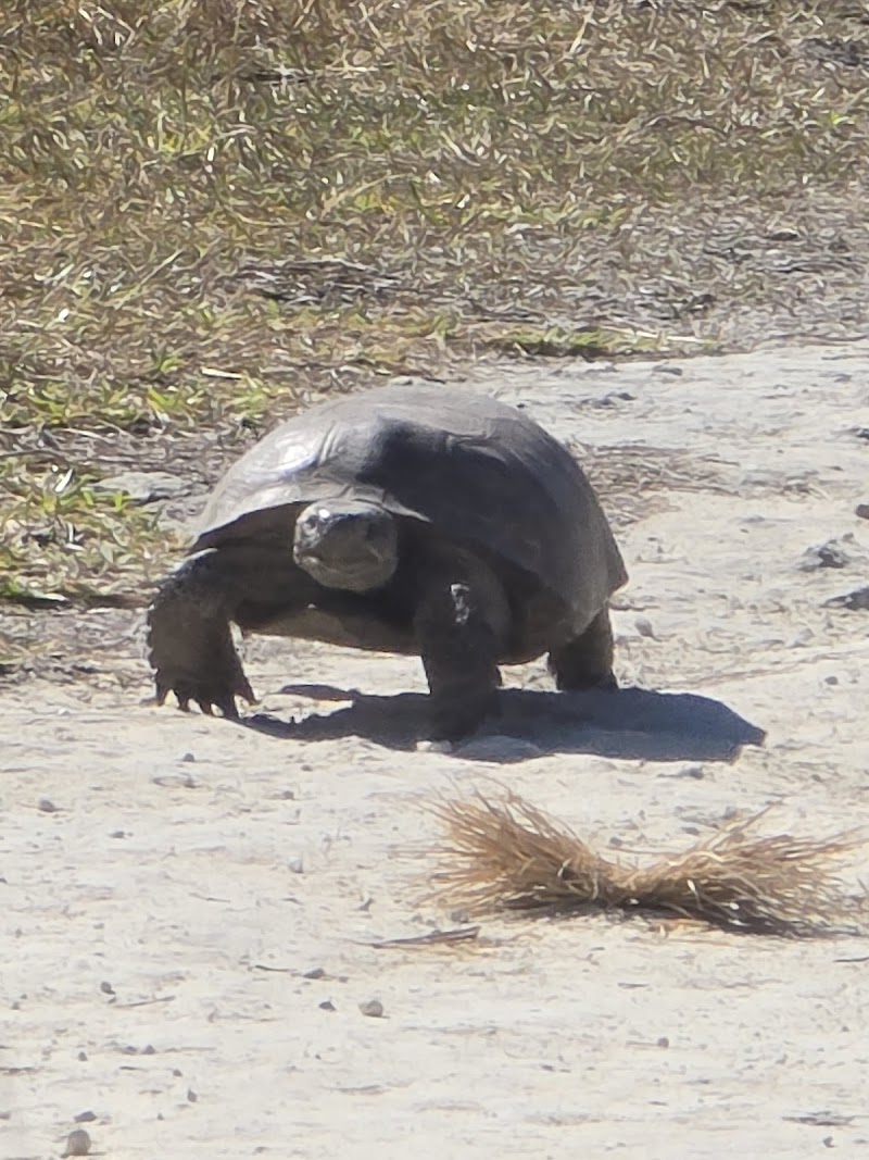 Aripeka Sandhills Preserve photo 5