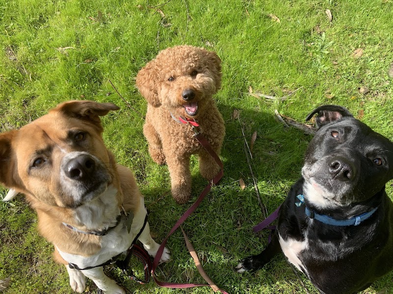 Oakland Pet Care photo 3