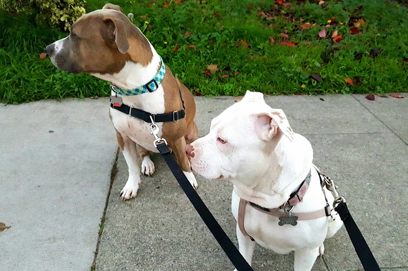 Oakland Pet Care photo 5