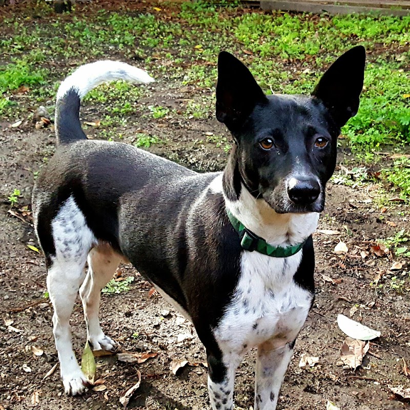 Oakland Pet Care photo 2