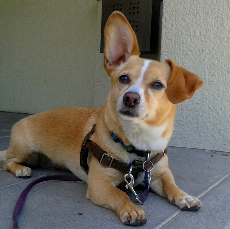 Oakland Pet Care photo 4