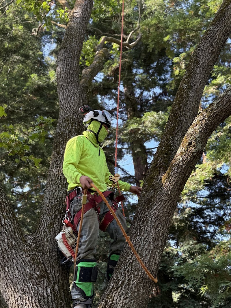 S&L Tree Service photo 2