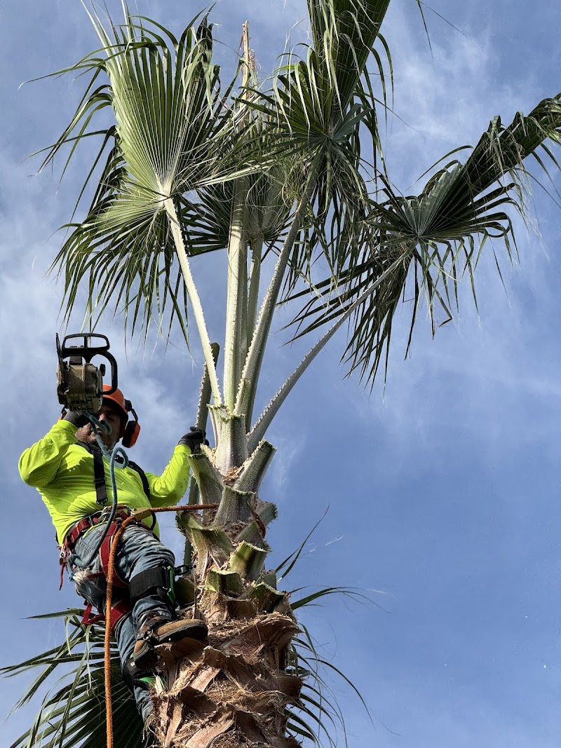 S&L Tree Service photo 3
