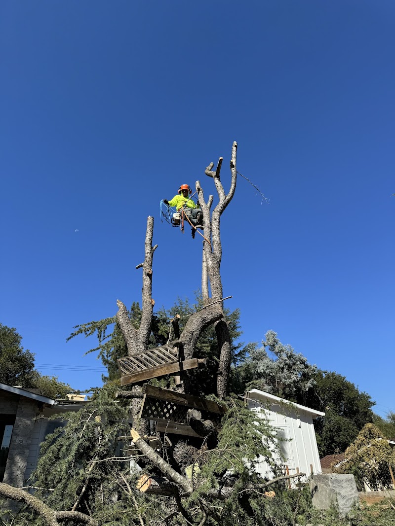 S&L Tree Service photo 5