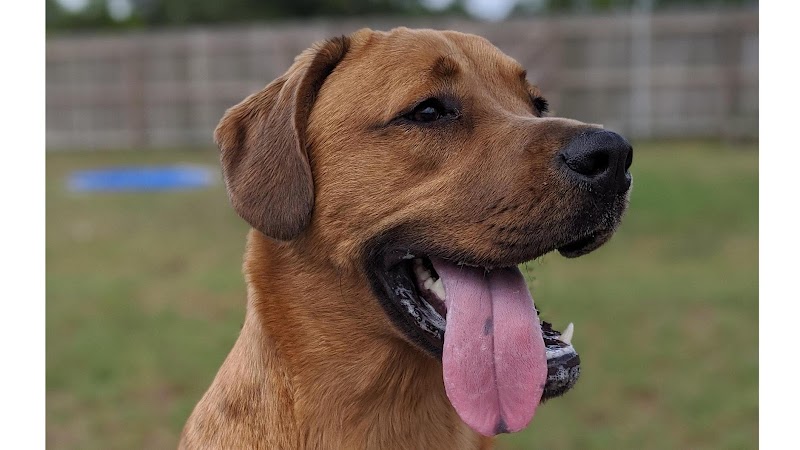 Photo of Panacea Pet Resort