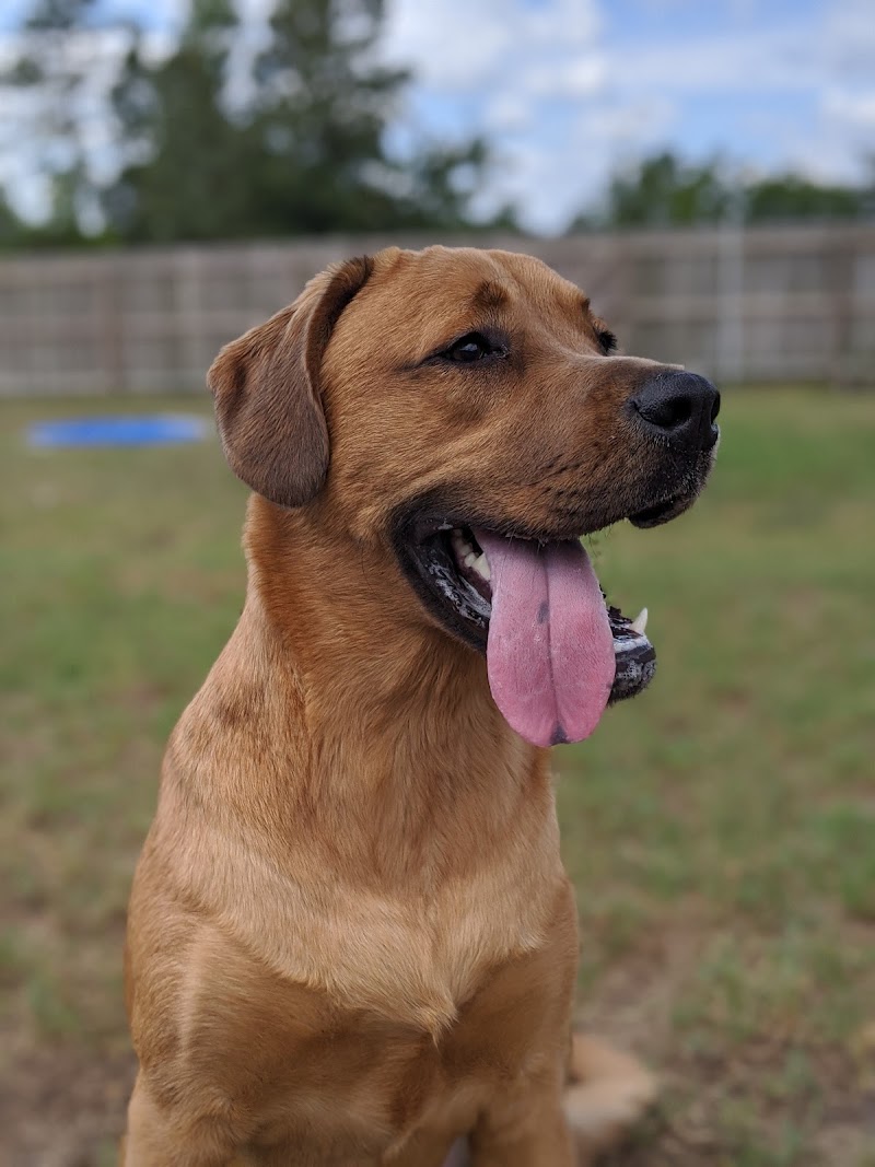 Panacea Pet Resort photo 4
