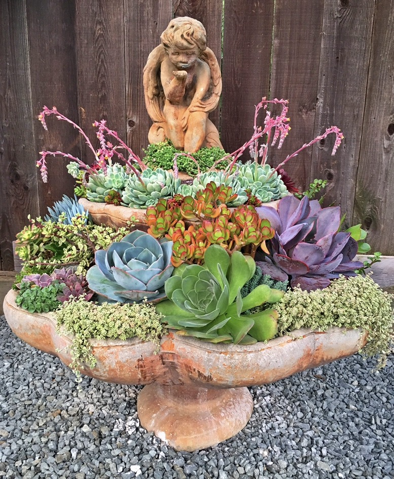 Photo of Darlina's Succulent Garden