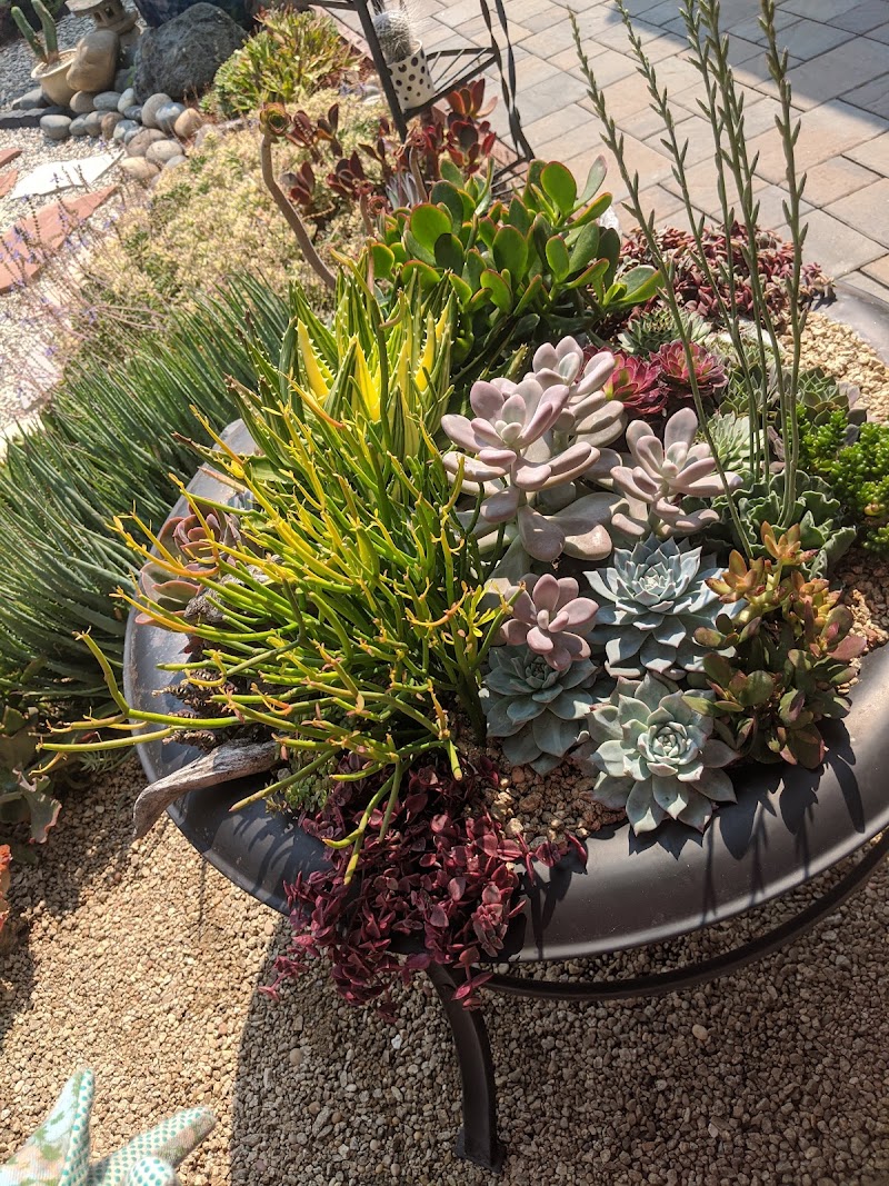 Darlina's Succulent Garden photo 4