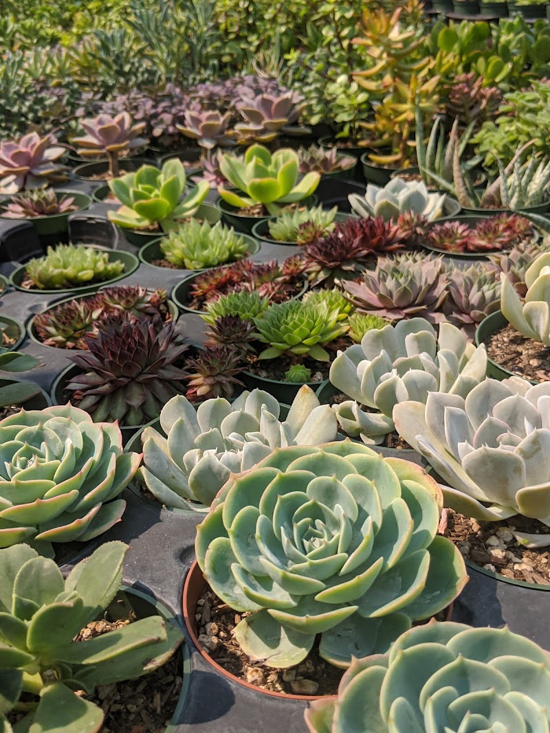 Darlina's Succulent Garden photo 3