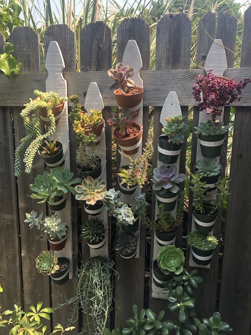Darlina's Succulent Garden photo 2