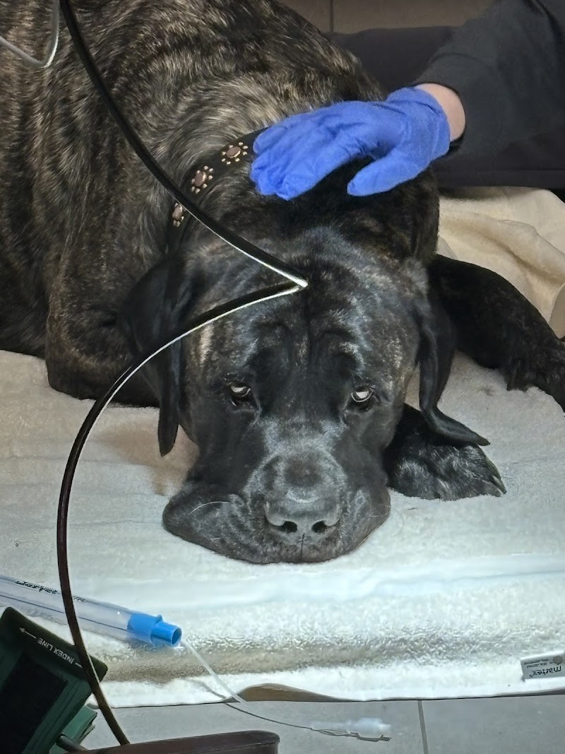 Veterinary Emergency Group photo 5