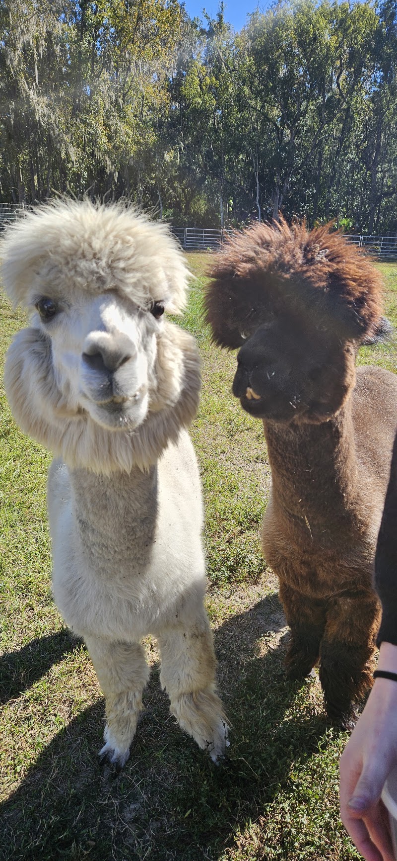 The Remedy Farm photo 3