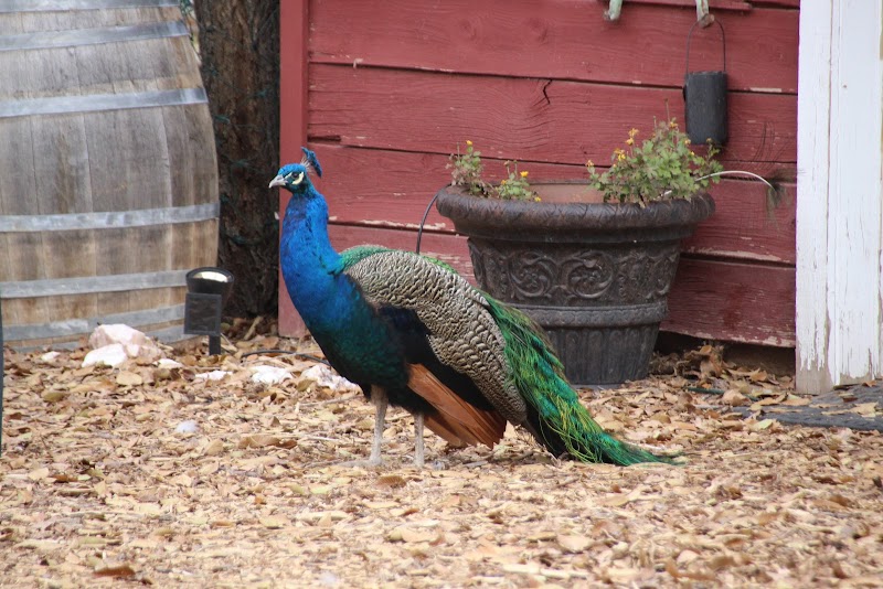 Winey Cats at Granite Creek Vineyards photo 2