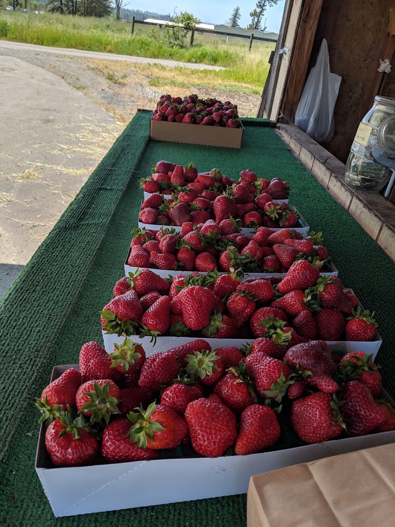 Lao Strawberries photo 4