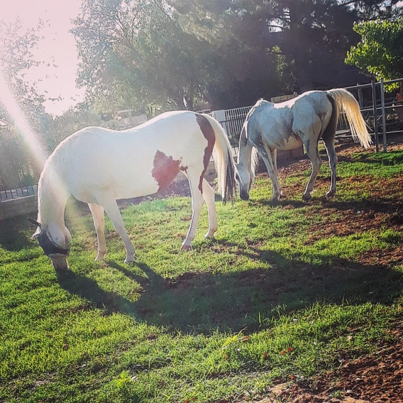 Serenity stables photo 5
