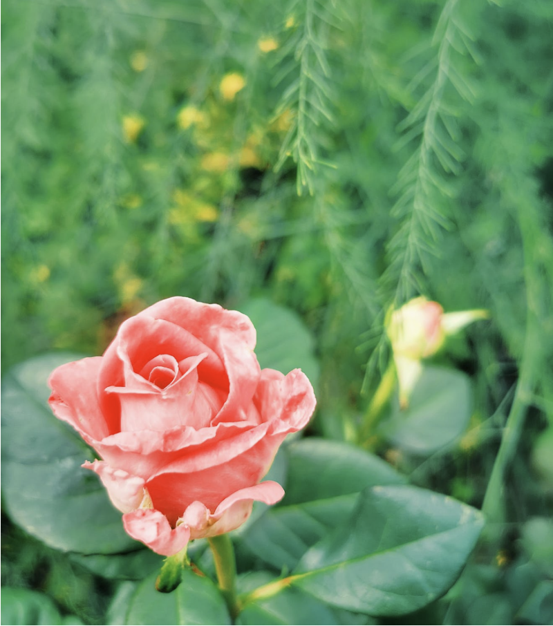 Americas Garden Center photo 5