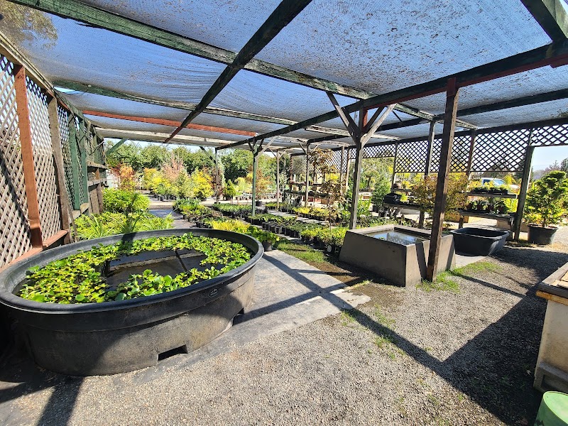 Pond & Garden photo 4