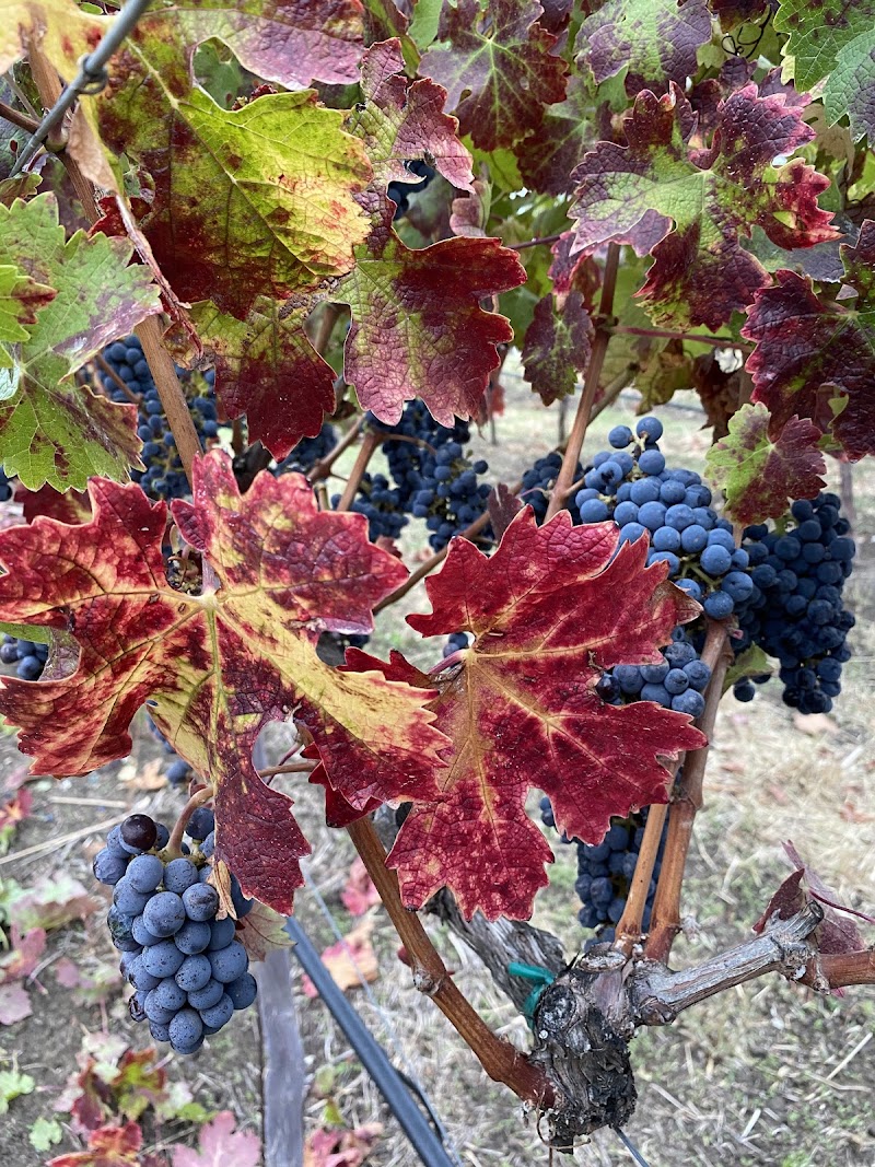 L&M Vineyard photo 4
