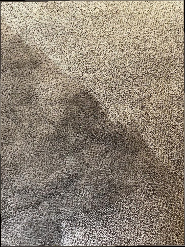 Best Saratoga Carpet Cleaning photo 5