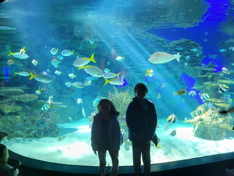 Photo of Ripley's Aquarium of the Smokies
