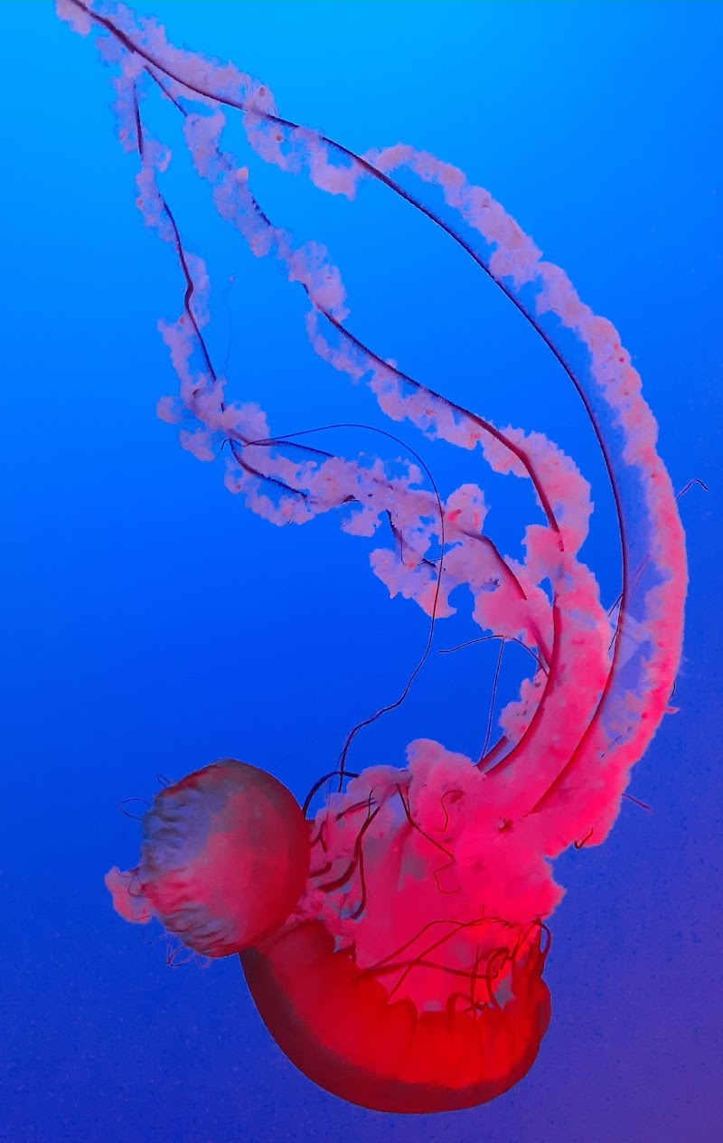 Ripley's Aquarium of the Smokies photo 2