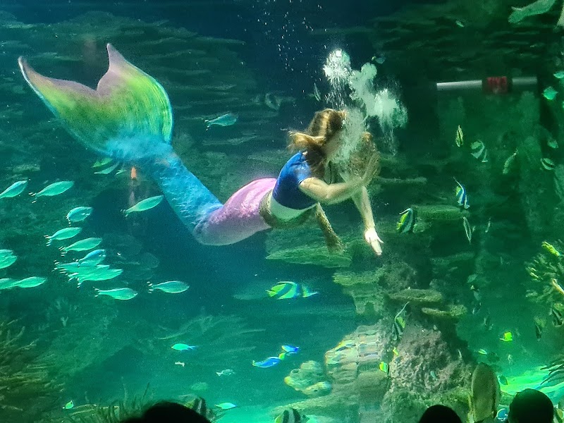 Ripley's Aquarium of the Smokies photo 4