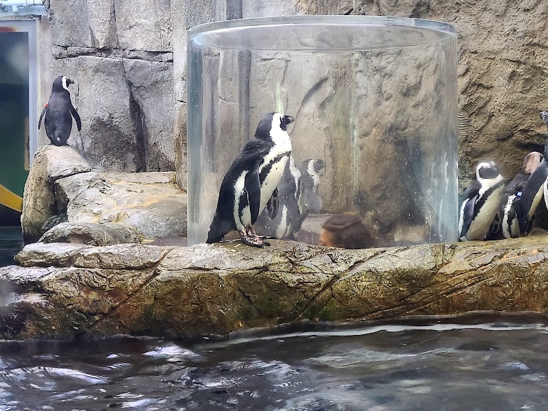 Ripley's Aquarium of the Smokies photo 3