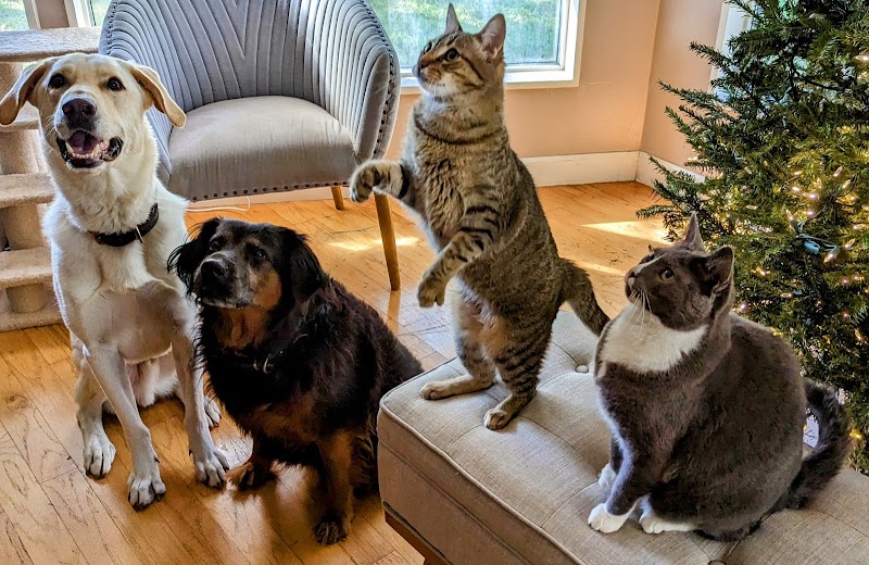 All County Animal Hospital photo 5