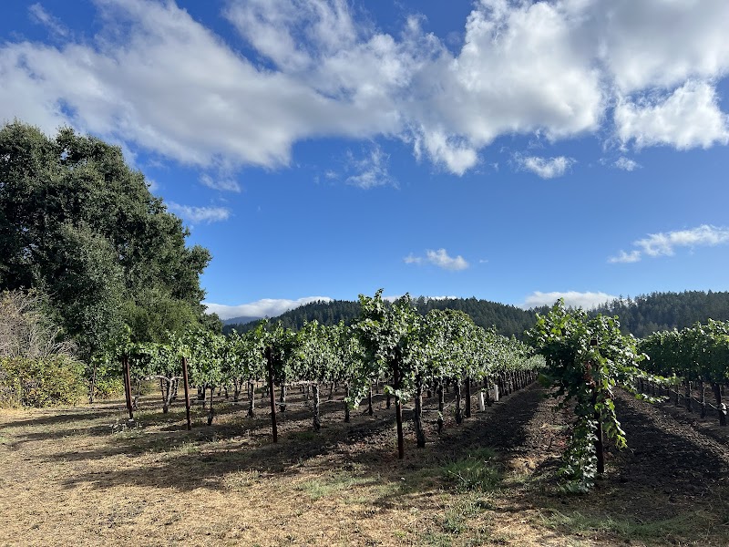 Bennett Lane Winery photo 4