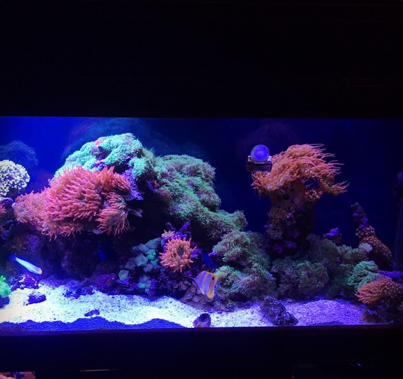 Signature Aquatics photo 2