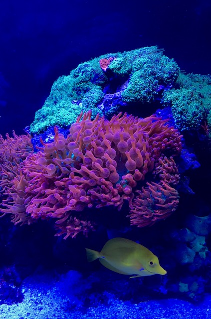Photo of Signature Aquatics