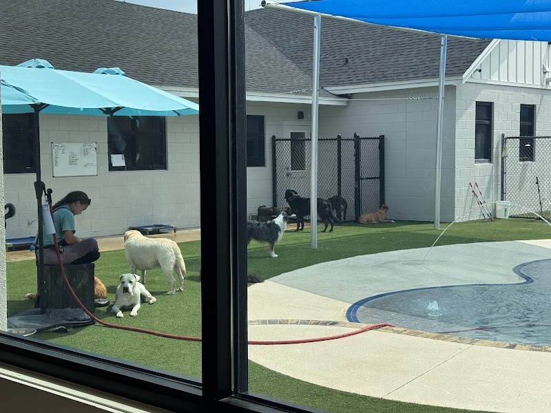 Pet Paradise Apollo Beach photo 4