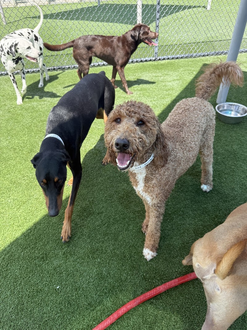Pet Paradise Apollo Beach photo 3