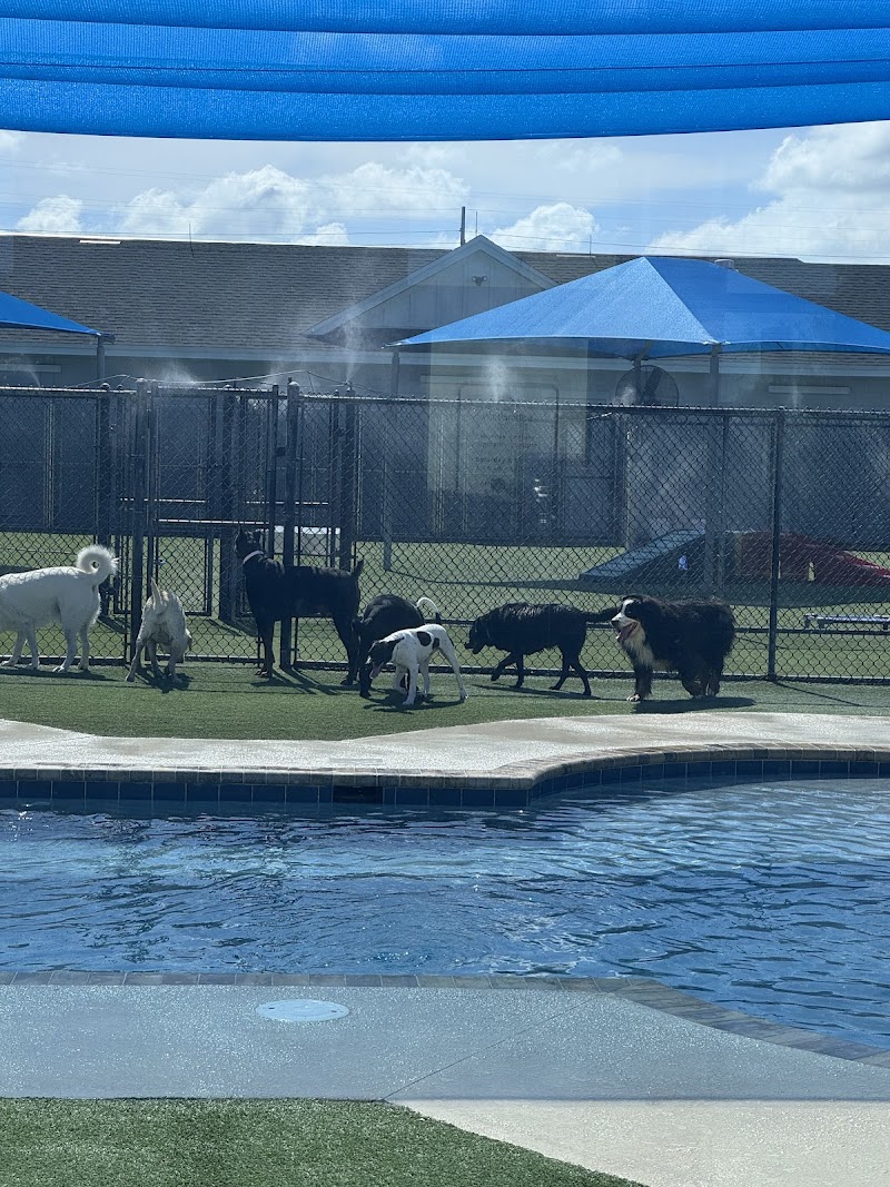 Pet Paradise Apollo Beach photo 2