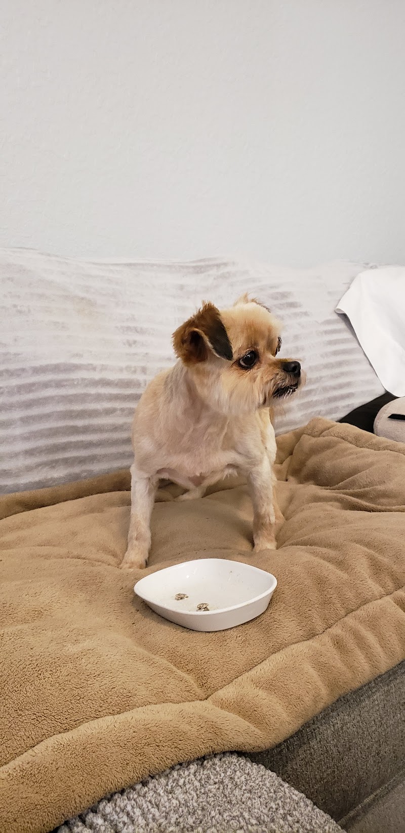 Country Critters Pet Salon photo 5
