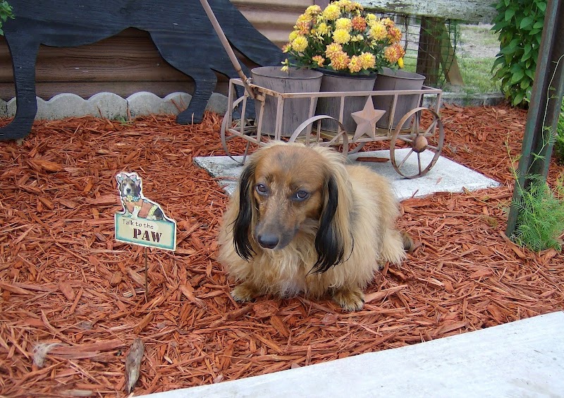 Photo of Country Critters Pet Salon