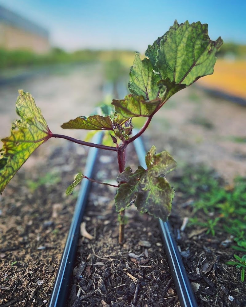 Good Flavor Farm photo 5