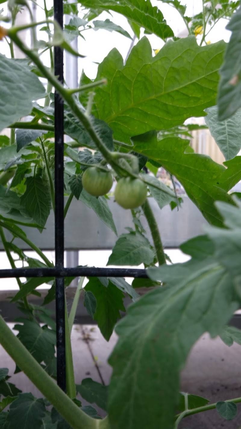 Good Flavor Farm photo 3