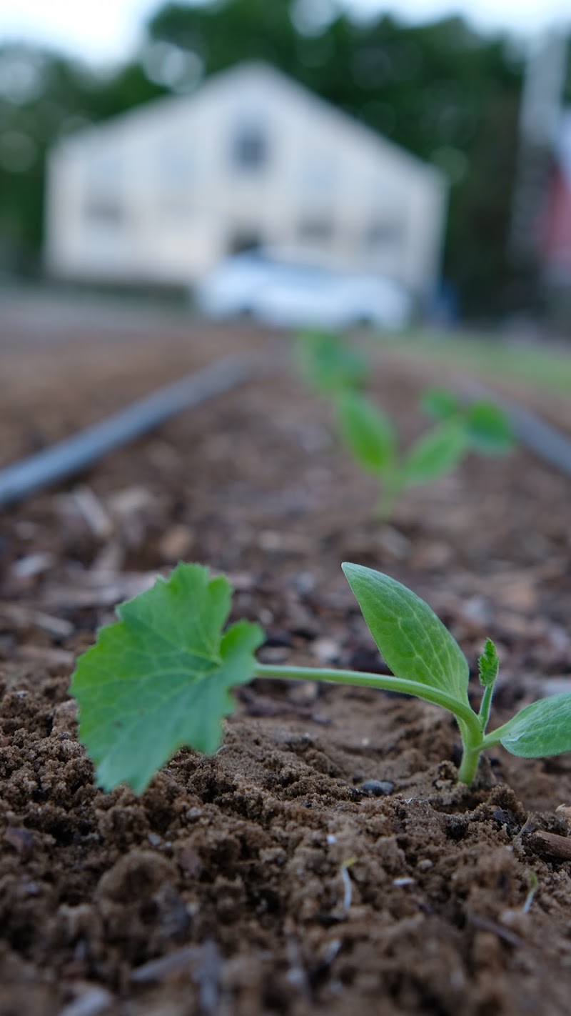 Good Flavor Farm photo 4