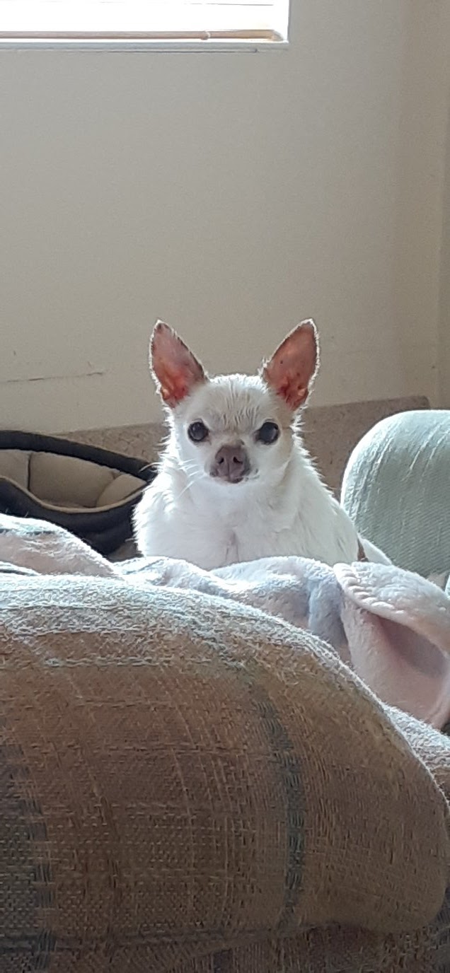 Debbie's Pet Boutique photo 3