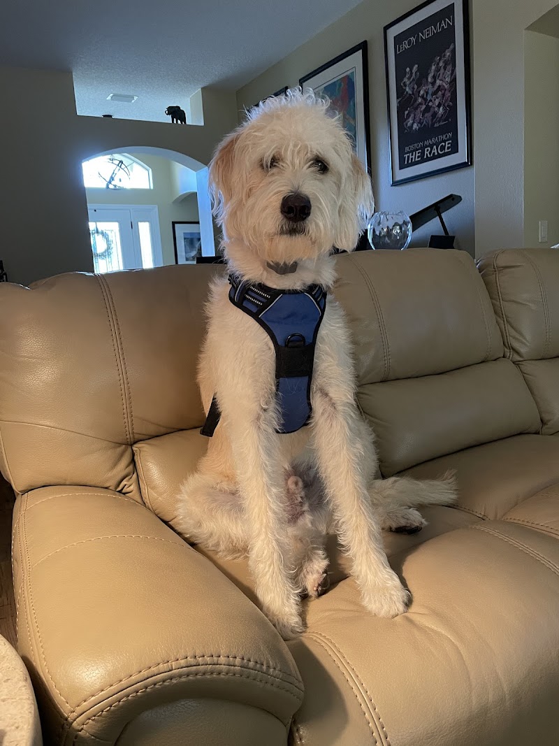 Village Pet Spa photo 3